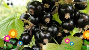 Смородина черная Селеченская. Краткий обзор, описание характеристик ribes nigrum Selechenskaia