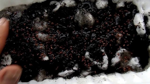 Кресс - салат выращиваем на вате! смотреть онлайн