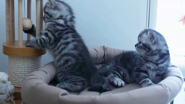 Британским котятам 5 недель(4) http://gala-cat.ru смотреть онлайн