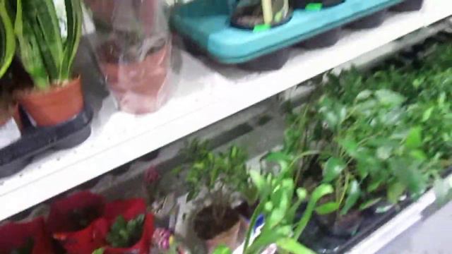 ОБЗОР КОМНАТНЫХ ЦВЕТОВ В МАГАЗИНЕ .. НЕ СМОГЛА ПРОЙТИ МИМО ! В ГОСТЯХ У ЕЛЕНЫ ! смотреть онлайн