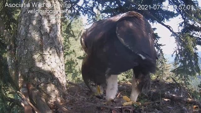 Bucovina Golden Eagles ~ Dad Brings Zenit A Common Quail!! ? 7.24.21 смотреть онлайн
