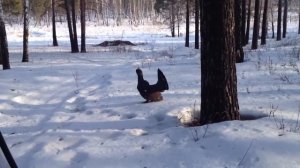 Глухарь - птица осторожная