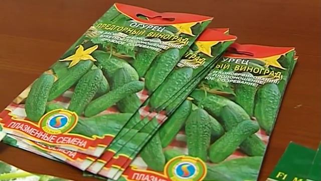 Какая разница между огурцами для теплиц и для парников? смотреть онлайн