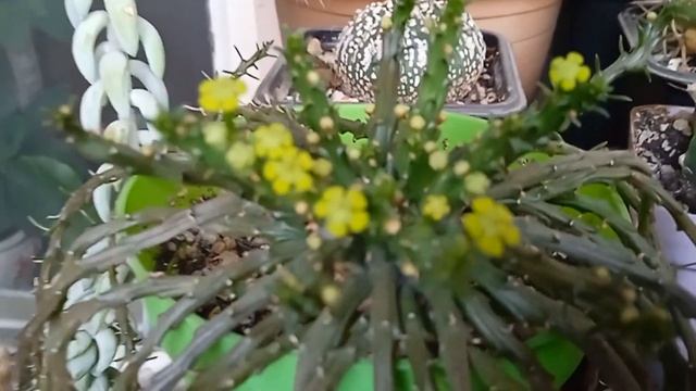 Первое весенние цветение моих суккулентов и кактусов смотреть онлайн