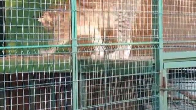 Рысята смотреть онлайн