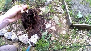 Размножение можжевельника черенками