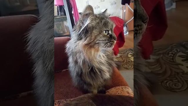 wild Siberian cat ? дикая сибирская кошка Муся смотреть онлайн