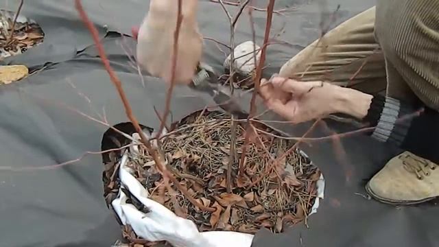 ГОЛУБИКА ЛУЧШИЙ СПОСОБ ОБРЕЗКИ ГОЛУБИКИ / как правильно обрезать голубику? смотреть онлайн