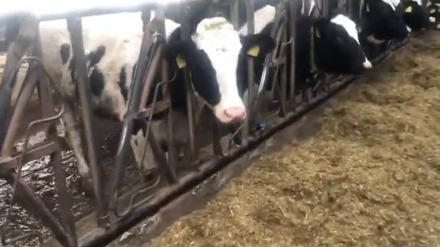 Молодняк Голштинской породы смотреть онлайн