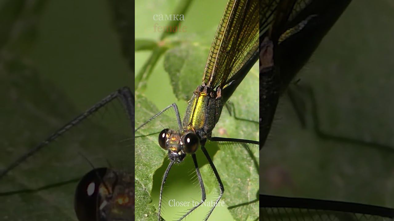 Стрекоза Красотка-Девушка / Beautiful demoiselle смотреть онлайн