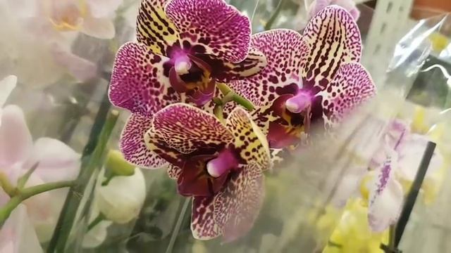 ОРХИДЕИ на любой вкус по 495р. в КАСТОРАМА Мелодия Melody Orchids ORCHID орхидея ОРЕНБУРГ Обзор смотреть онлайн