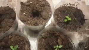 Пикировка бакопы.