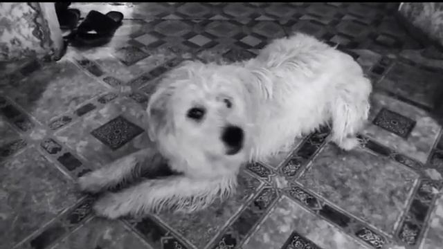 Кто в доме хозяин?))) смотреть онлайн