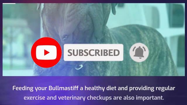 Bullmastiff dog breed смотреть онлайн