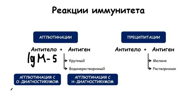 Реакция агглютинации и преципитации | Иммунология смотреть онлайн
