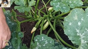 Почему маленькие кабачки гниют на кустах что делать. Вершинная гниль на кабачках