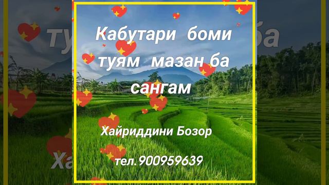 ""Кабутари боми туям мазан ба сангам"" Суруд аз ҷониби устод Хайриддини Бозор баҳри шумо мухлисон смотреть онлайн