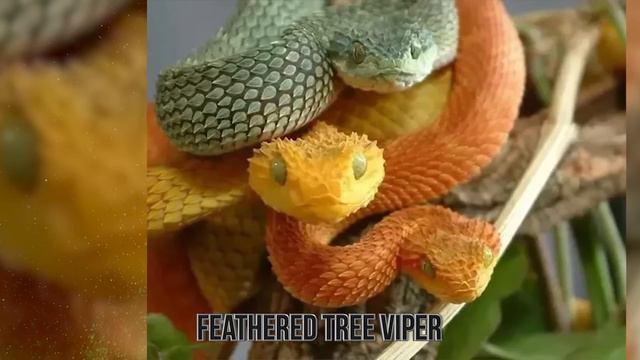 16 Most Beatiful Snakes In The World смотреть онлайн
