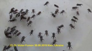 Вашим Запасам Вредят Жуки? Кукурузные Долгоносики. Куда и Откуда Бегут?