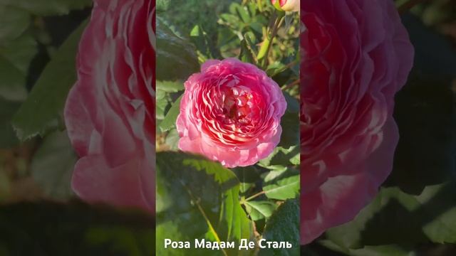 Роза Мадам Де Сталь/rose M-me de Stael #розарий #садоводство #цветы #розы #roses смотреть онлайн