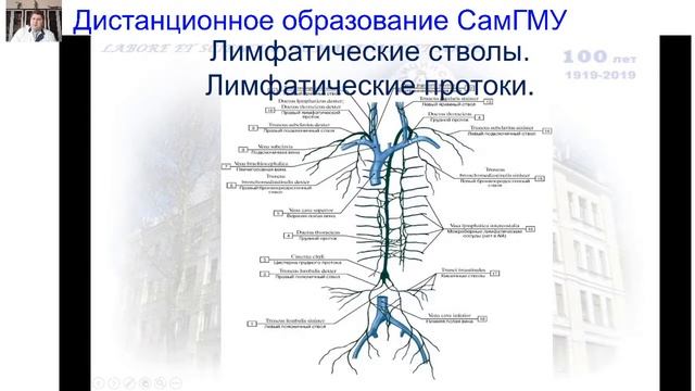 Лимфатическая система. Лимфатические узлы смотреть онлайн