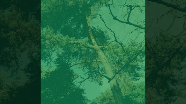 Чувство (Работа) смотреть онлайн