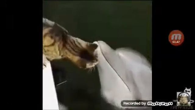 Kot ронял ёлку смотреть онлайн