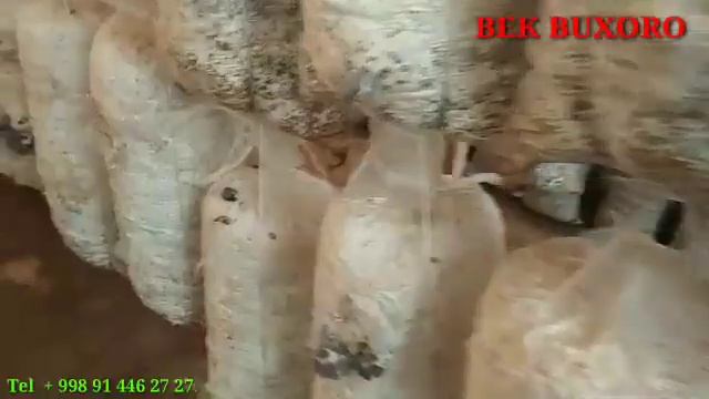 BUXORODA  QO'ZIQORIN  BIZNESI BUXORO  VISHENKA NAVLI  QOZIQORIN YETISHTIRISH SIRLARI 15.03.2021
