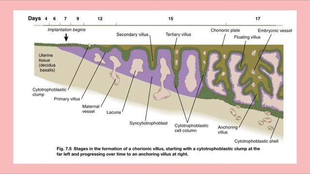 Провизорные органы. Внезародышевые органы. Общая эмбриология человека.