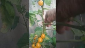 Томат- черри Ампельный «Водопад» #томаты