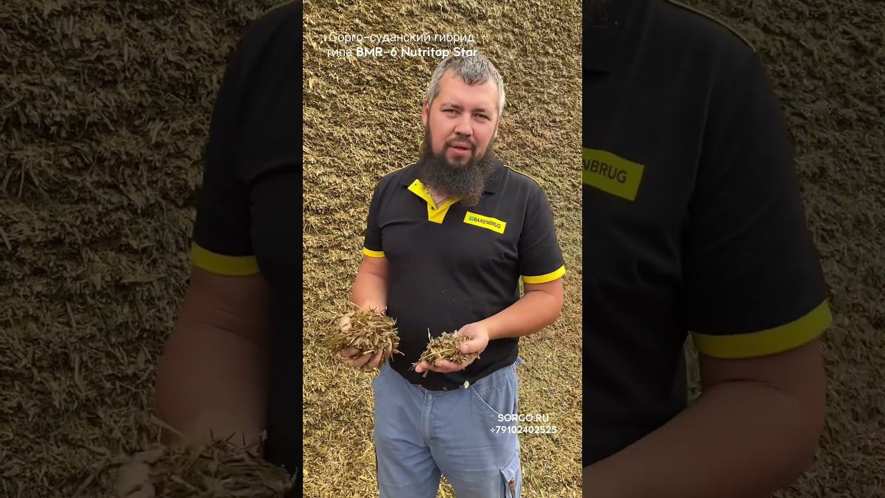 Сорго-суданский гибрид типа BMR-6 Nutritop Star полная версия на канале смотреть онлайн