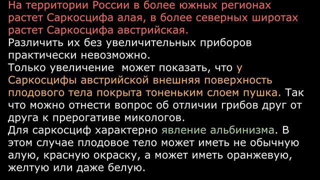 Саркосцифа алая Sarcoscypha Coccinea Описание Съедобность Лечебные свойства