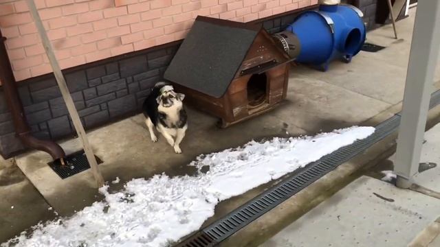 Французский бульдог Марсик косо смотрит на Жорика...