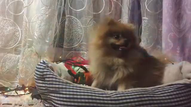 С прошедшими днём святого Валентина ❤️ смотреть онлайн