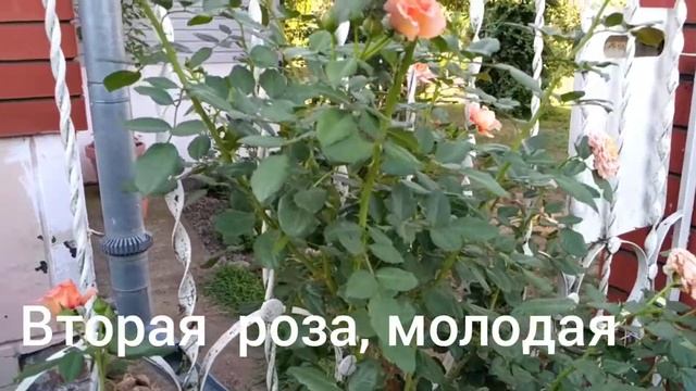 Лучшая роза "Барок". Лето 2021. смотреть онлайн