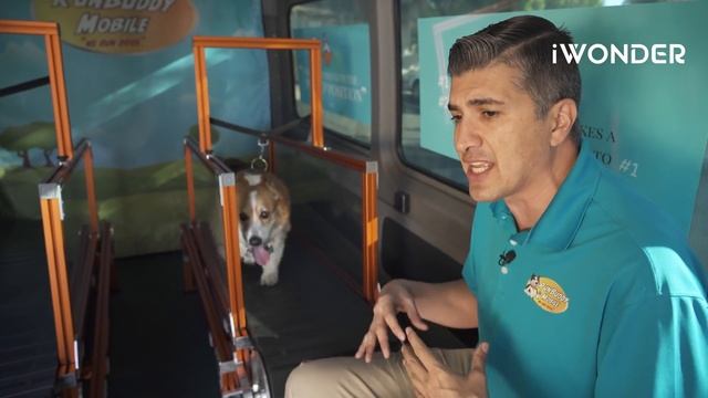 The World's First Mobile Dog Gym That's Making Dogs Happy And Healthy смотреть онлайн