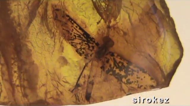 Паланга. Музей янтаря смотреть онлайн