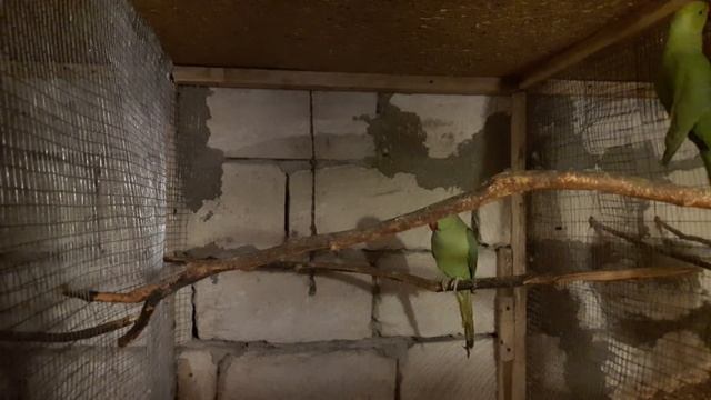 Ожереловый попугай Крамера смотреть онлайн