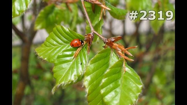#2319. Божьи коровки (В мире животных) смотреть онлайн