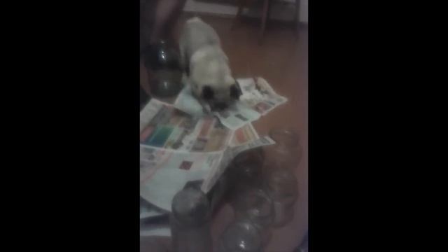 Мопс приколы (1) смотреть онлайн