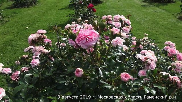 Видео обзор розы Лариса (Флорибунда) - Larisa (Kordes Германия, 2008) смотреть онлайн