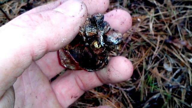 Поиск кедровых орехов весной. смотреть онлайн