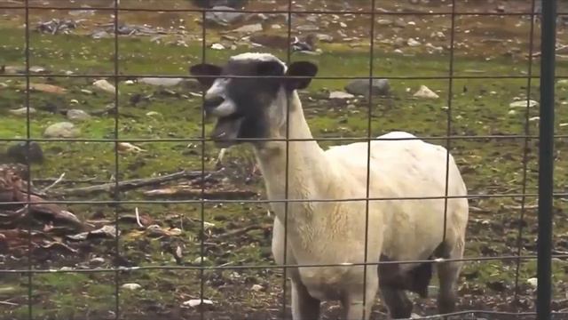 Guns N' Roses - Sweet Child O' Mine (Goat Version) смотреть онлайн