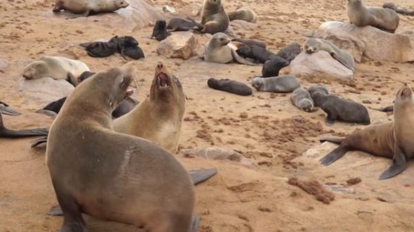 Намибия. Cape Cross — крупнейшее в мире лежбище морских котиков