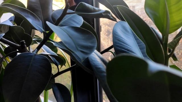 У фикуса мельчают листья! Что делать?