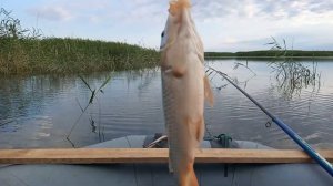 РЫБАЛКА В КАЗАХСТАНЕ! КАРАСЬ КАРПИК! БАЙКИ БЫВАЛОГО ЗА СТОЛОМ! ДВА ОЗЕРА ЗА ОДНУ РЫБАЛКУ! СЕЗОН 202