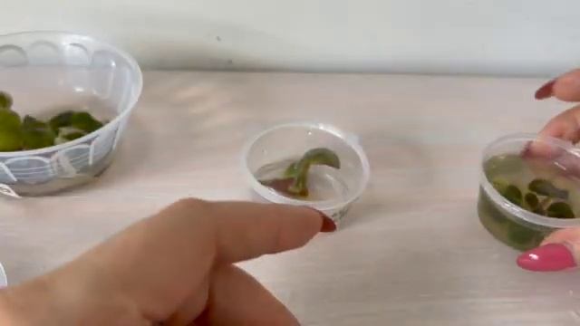 Мой способ укоренения пасынков без стволика//My Way Of Potting Of Suckers.