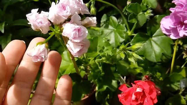Плющелистная пеларгония Бернардо, Джеки гаулд, Лайт лаванде. смотреть онлайн