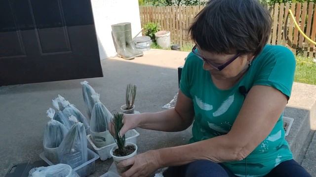 Результаты черенкования сосны горной и гортензии метельчатой. И такие бывают результаты. смотреть онлайн