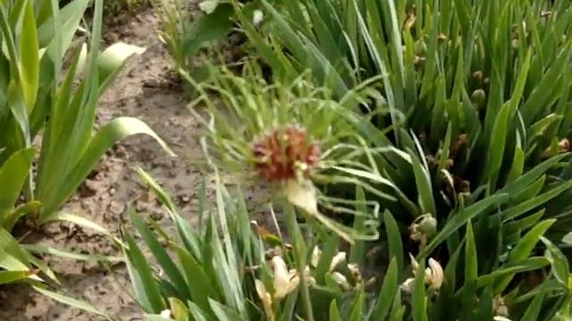 Декоративный лук Хаер («Hair»)